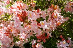 20 WESTERN AZALEA Pink White Yellow Shrub Flower Rhododendron Occidentale Seeds