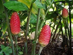 4 Shampoo Ginger Rhizomes, Zingiber Zerumbet, Pine Cone, Free Ship w/ Free Offer