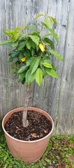 3 Years Old Multi Grafted 5 Different Organic Premium Cherry Tree On One Tree