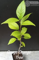Osage Orange Tree (Maclura pomifera) – Hedge Apple – Live Plant – Multiple Sizes