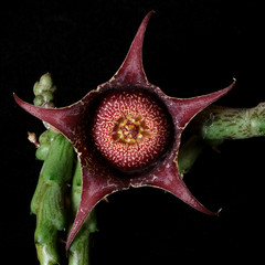 Orbea hardyi – 3.25″ pot – Stapeliad