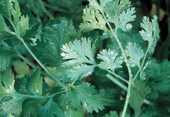 ORGANIC Slow Bolt Cilantro Seeds | Non-GMO | Fresh Garden Seeds Free Ship