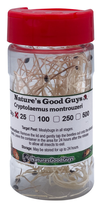 25 Cryptolaemus Montrouzieri – Mealybug Control – NaturesGoodGuys