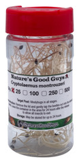 25 Cryptolaemus Montrouzieri – Mealybug Control – NaturesGoodGuys