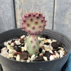 8CM Succulent Cactus Plant Opuntia Santarita（2-Head）Cactaceae Home Garden Plant