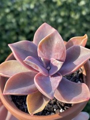 Rare Pink Succulent Graptoveria Dusty Easy Care Bare Root Live Plant 1-Head 2″