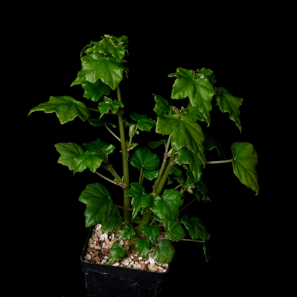 Begonia homonyma – 3.25″ pot – Caudiciform