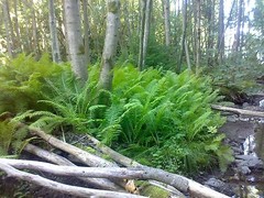 5 TN OSTRICH/GLADE FERN rhizome/root- (Matteuccia struthiopteris)