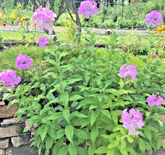 5 Pink Tall Phlox – Perennial Bare Root Live Garden Plant 4 Years Old Plant