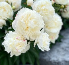 Double White Alba Peony Live Perennial Flower Bare Root Plant Full Sun US Seller