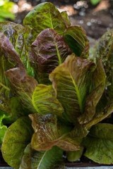 500+ Marvel of Four Seasons Lettuce Seeds, OLD FRENCH FAVORITE,HEIRLOOM, NON-GMO