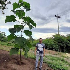 50 Royal Empress Tree Seeds “FASTEST GROWING TREE in the WORLD”