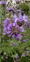 San Luis Purple Sage/ Salvia Leucophylla, Native Herb 100+ Seeds 2023 – USA