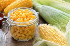 50 HONEY SELECT CORN Sweet Yellow S.E. Sh2 Zea Mays Vegetable Seeds