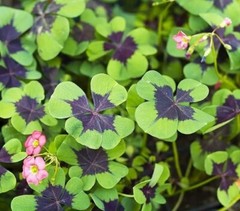 Iron Cross Shamrock Bulbs for Planting – Fast Growing Year Round Color