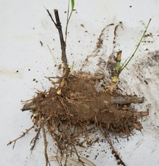Black Timber Bamboo Nigra Daikokuchiku California Giant Bare Root Plant Rhizome