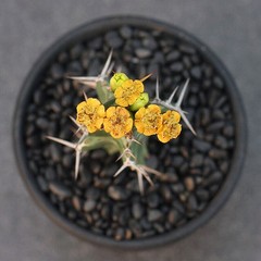 2PCS 6CM Euphorbia Virosa Cristata Cactaceae Succulent Cactus Plants/