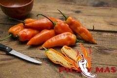 30 YELLOW AJI PERU CEVICHE CHILLI SEEDS SEEDS 100% GUARANTEED