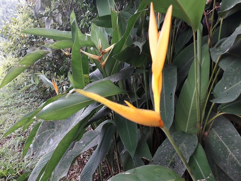 4x Rhizomes Bird Of Paradise Heliconia, Tropical Strelitzia Regina plant.