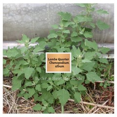 Lambs Quarters | 100 Seeds | Super Food | Chenopodium album | Lambsquarters