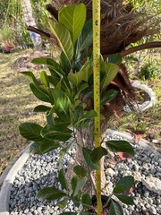 1 YEAR OLD GRAFTED BLACK GOLD JACKFRUIT TREE (A. HETEROPHYLLUS)