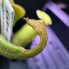 Nepenthes Maxima Wavy – Seed Grown Genetically Unique Easy Care Big Pitchers