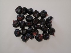Montana Morado Maize Montana Black Heirloom Corn Seeds