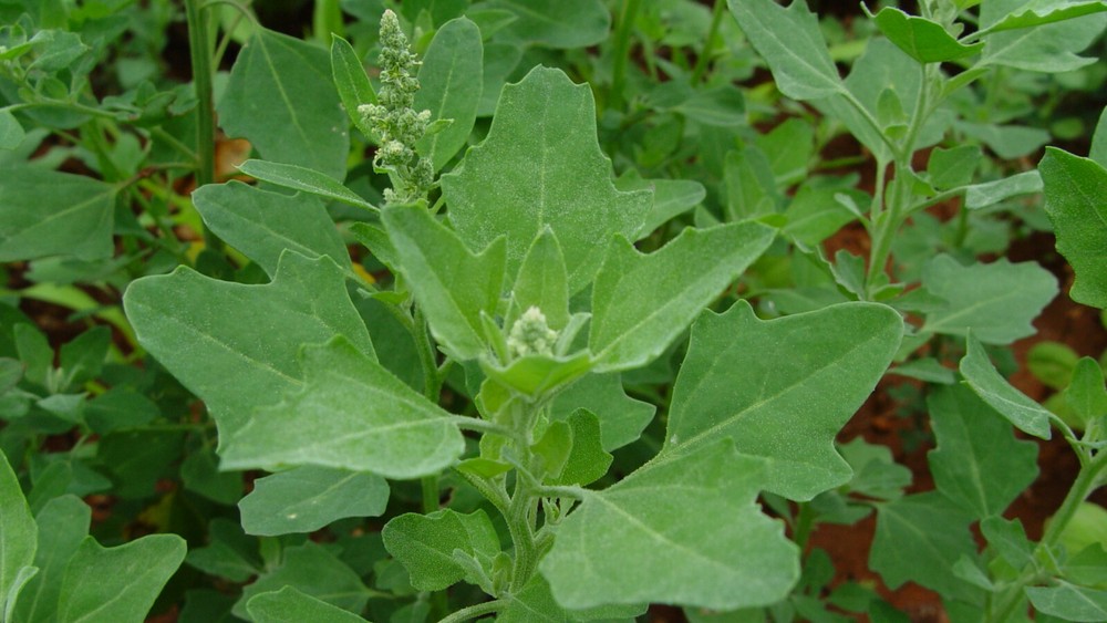 Organic Lambs Quarters Seeds (Chenopodium album) Fresh Harvest – 100 Seeds