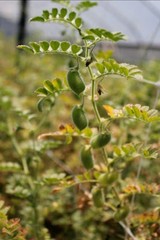 Black Garbanzo Bean Seeds (30) / Heirloom / Bush / RARE / Florida