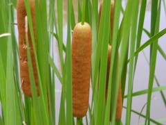 Live Cold Hardy Dwarf Cattail Aquatic Marginal Pond Plant