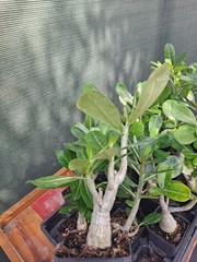 2 Adenium Obesum desert rose seedlings Rosa Del Desierto US SELLER