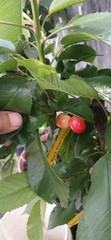 3 Years Old Multi Grafted 5 Different Organic Premium Cherry Tree On One Tree