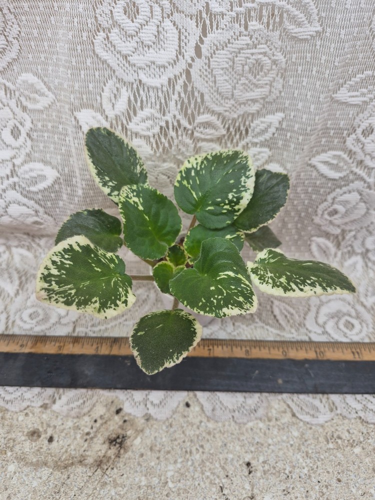 African Violet Plant — Harmony’s Lucky Lady ~~ Variegated Standard