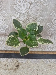 African Violet Plant — Harmony’s Lucky Lady ~~ Variegated Standard