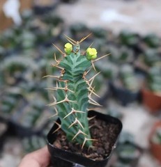 2PCS 6CM Euphorbia Virosa Cristata Cactaceae Succulent Cactus Plants