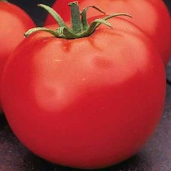 Celebrity Tomato Seeds (F1 Hybrid) | 10 Seeds | Non-GMO | Free Shipping | 1029