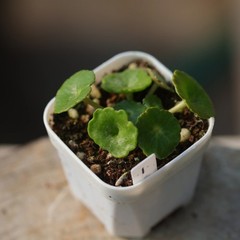 1CM Succulent Plant Crassula Umbella Wine Cup Crassulaceae Home Garden Beautiful