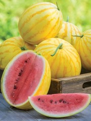 35 Organic Heirloom Golden Midget Watermelon Seeds – Fast Growing – Super Sweet!