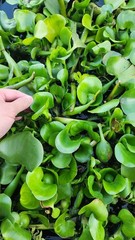 Florida Water Hyacinth Tropical Aquatic Floating Pond Plant