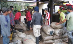 ETHIOPIAN YIRGACHEFFE COFFEE BEANS MEDIUM ROASTED 5 POUNDS