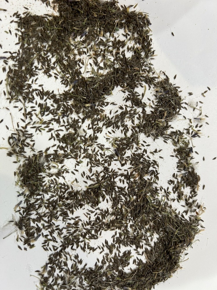 500 Organic Wild Lettuce Lactuca Virosa Seeds