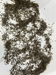 500 Organic Wild Lettuce Lactuca Virosa Seeds