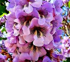 50 Royal Empress Tree Seeds “FASTEST GROWING TREE in the WORLD”