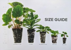 Petunia “Shake Raspberry” Live Annual Starter Plants/Plugs, 10 “baby” Plants