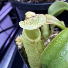 Nepenthes Maxima Wavy – Seed Grown Genetically Unique Easy Care Big Pitchers