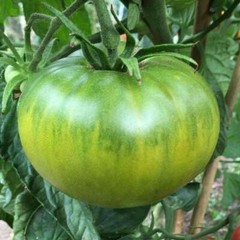 Aunt Ruby’s German Green Tomato Seeds, NON-GMO, Heirloom, FREE SHIPPING
