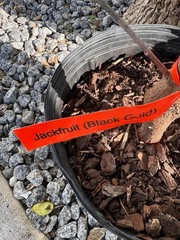1 YEAR OLD GRAFTED BLACK GOLD JACKFRUIT TREE (A. HETEROPHYLLUS)
