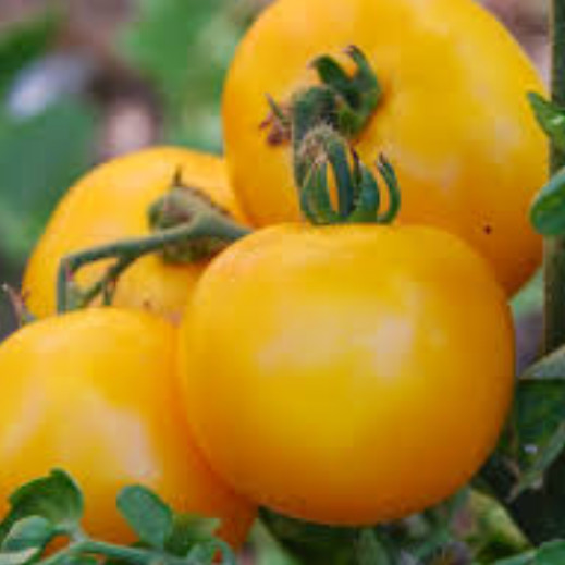 Mountain Gold Tomato Seeds | Heirloom / Non-GMO | Free Shipping | 1038