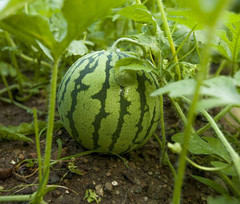 350+ Mini Watermelon Seedss (Citrullus lanatus) For Planting