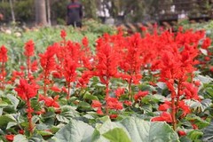400 SCARLET SAGE (Lady-In-Red / Red Texas Sage) Salvia Coccinea Flower Seeds